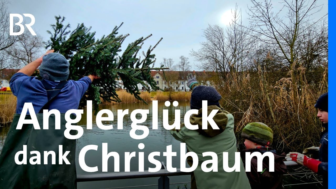 Für mehr Fischnachwuchs: Christbäume als Laichhilfe | Anglerverein | Schwaben + Altbayern | BR