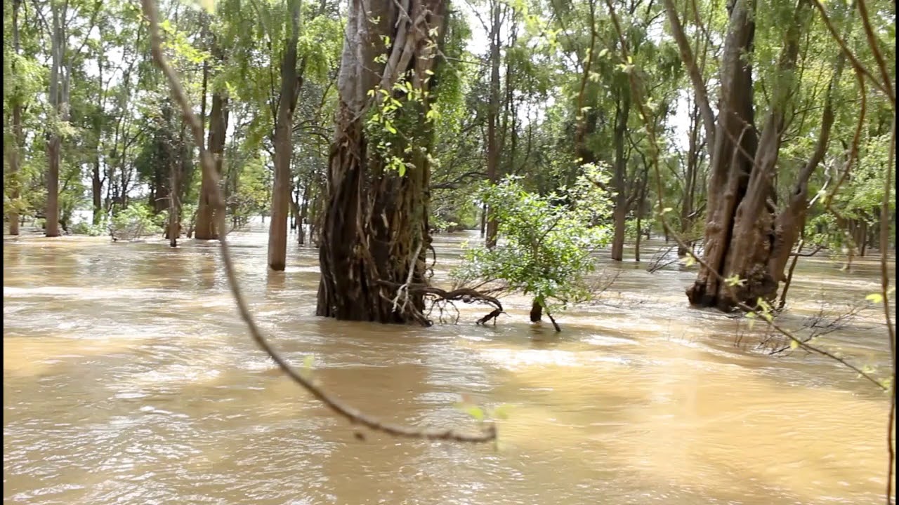 Flooded Forestry View in CBET Koh Han-Stung Treng, Cambodia