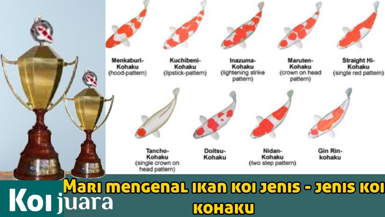 belajar memilih koi jenis kohaku juara sesuai aturan pola