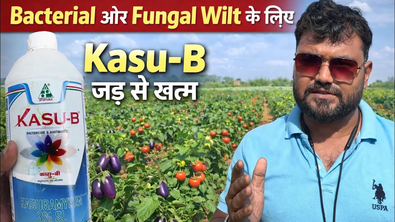 Kasugamycin | Bacterial and Fungal Wilt disease control | Dhanuka Kasu-B | उखड़ा रोग कंट्रोल करें |