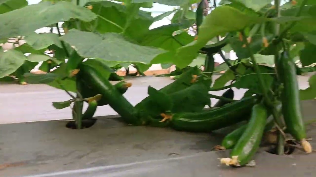 Mahala farm 🏠 cucumber ps64 variety in polihouse 50days plant ☘️