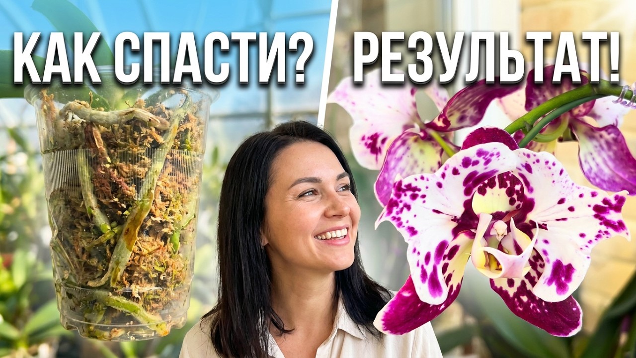 Орхидея интриганка от SonYa начинает первое цветение! Восстановления #орхидеи после цветения. #plant