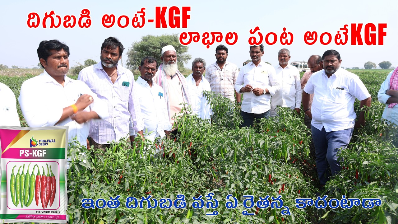 ప్రతి రైతు ఈ సీడ్ వేసుకొని దిగబడి సాధించి లాభాలు పొందాలని కోరుకుంటున్నాను|PS-KGF #chilli #farming