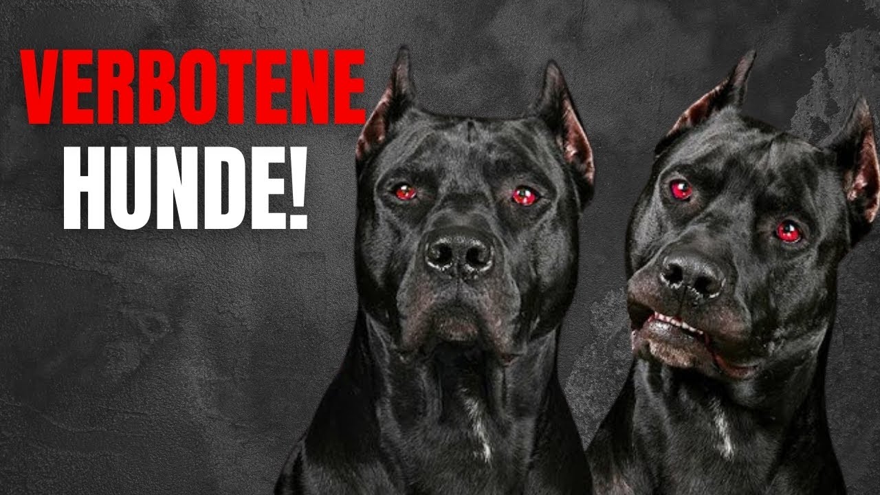 Die DUNKLE WAHRHEIT hinter diesen Hunderassen!