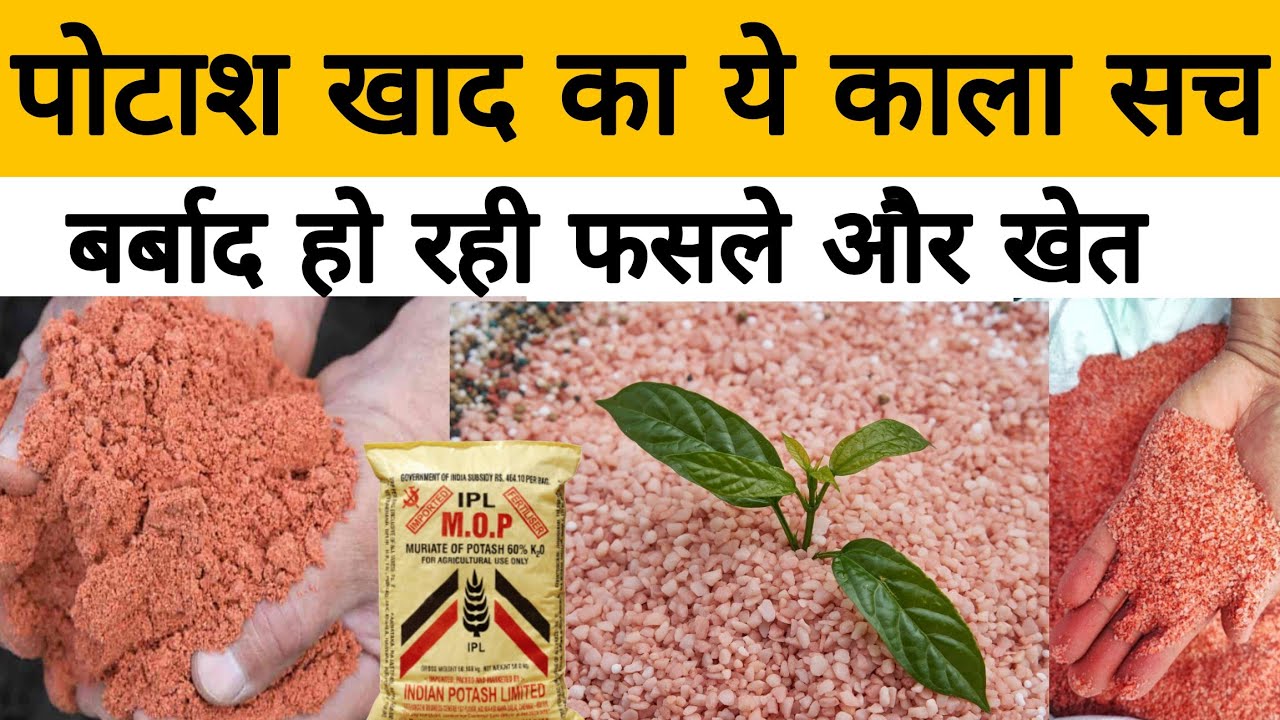 SOP या MOP? 90% किसान यहाँ गलती करते हैं!