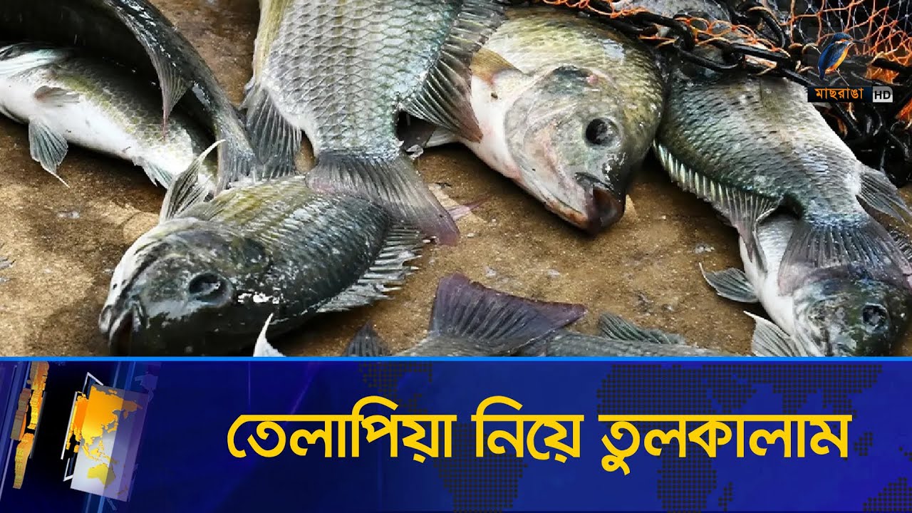 থাইল্যান্ডে তেলাপিয়া নিয়ে তুলকালাম । Thailand Tilapia Fish । Maasranga News