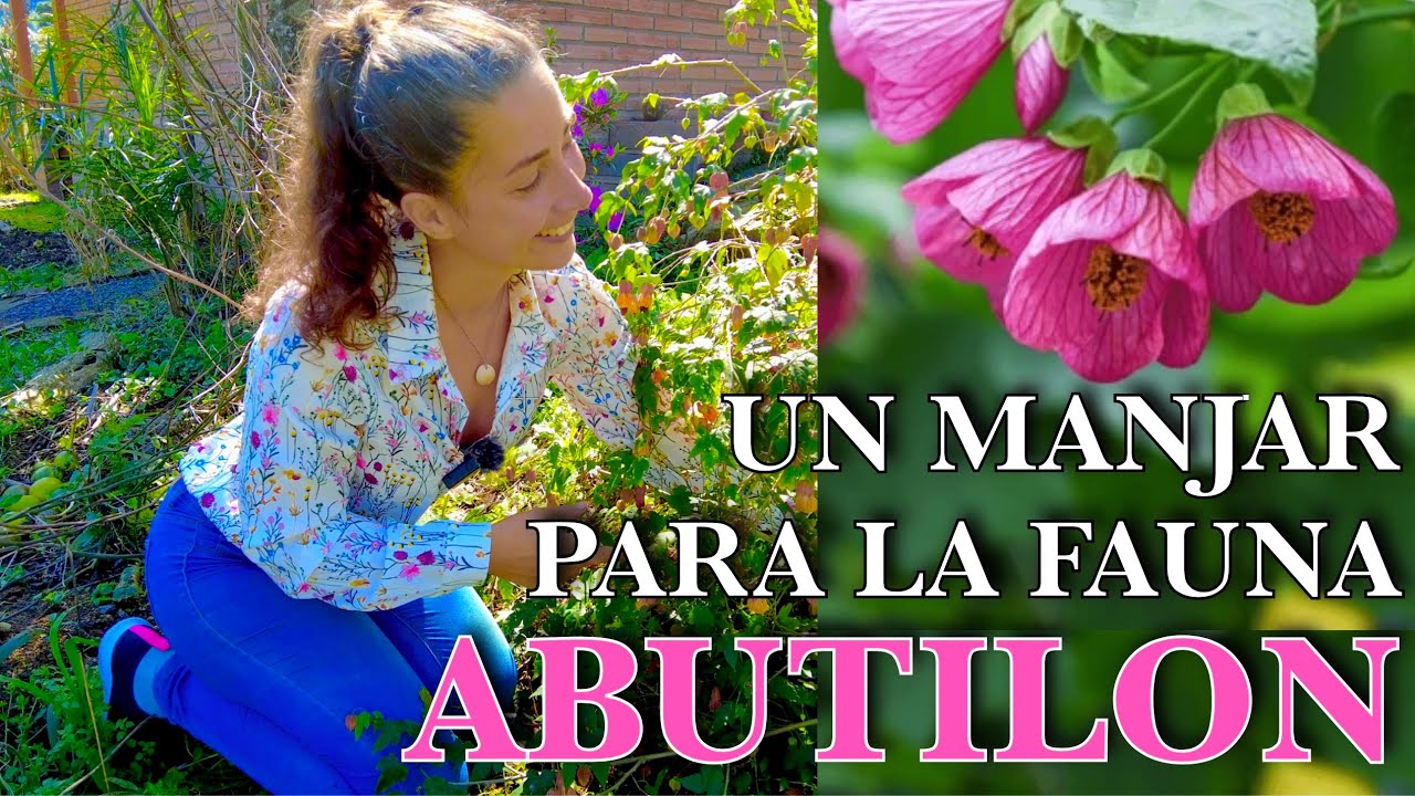 TODO sobre ABUTILON o FAROLITOS