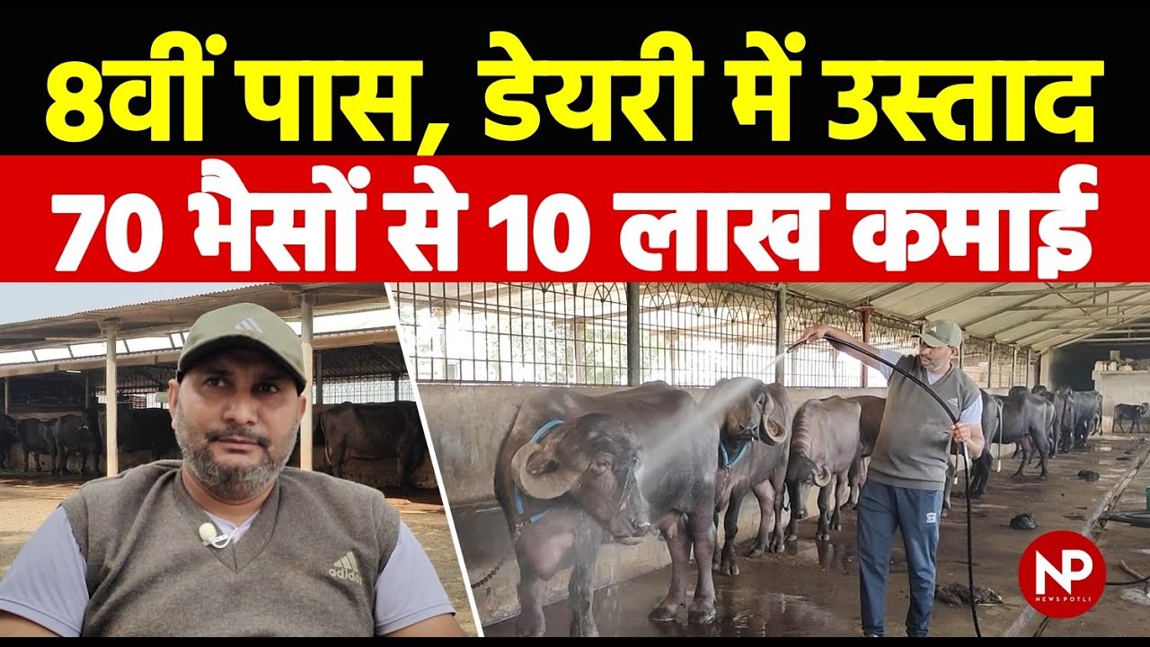 70 भैंसों से हर महीने 10 लाख की कमाई || Dairy Farming Business || Gujarat || Buffalo farming