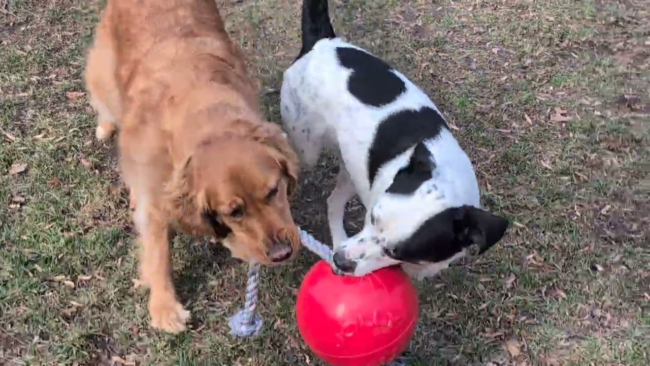 Storm and Summer playing with the ball Auntie Em got them for Christmas. 🌲