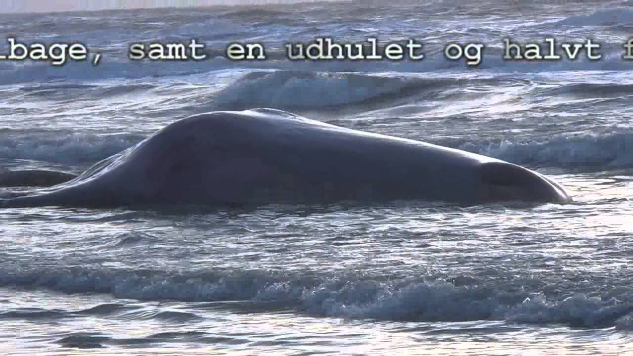 Kaskelot-hval på Nr. Lyngby Strand