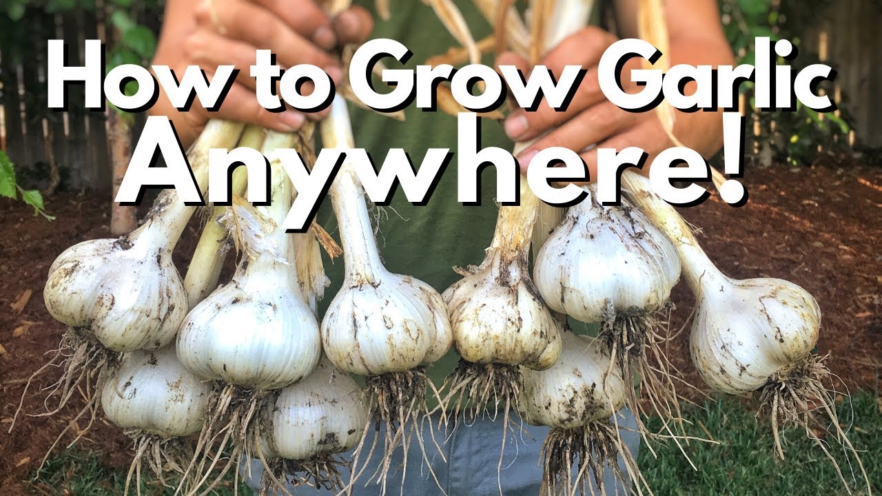 How to Grow Garlic ANYWHERE!