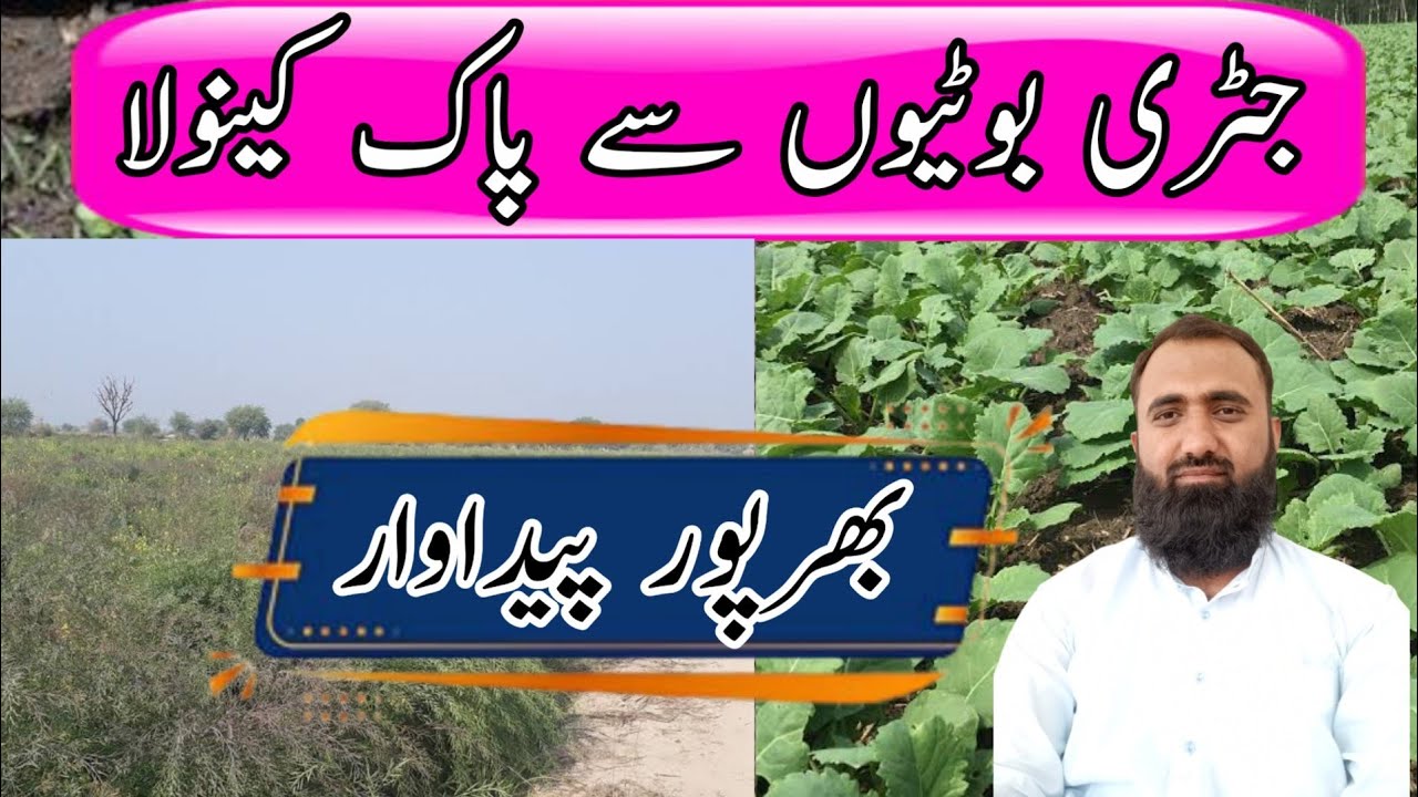 How to control weeds in Canola| Post emergence weed control in Canola | Bilal Kanju Official