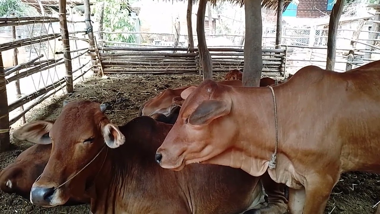 MKT2 – ခြံထဲ နွားလေးတွေ အိပ်နေကြတာ နေပူလာလို့လေ