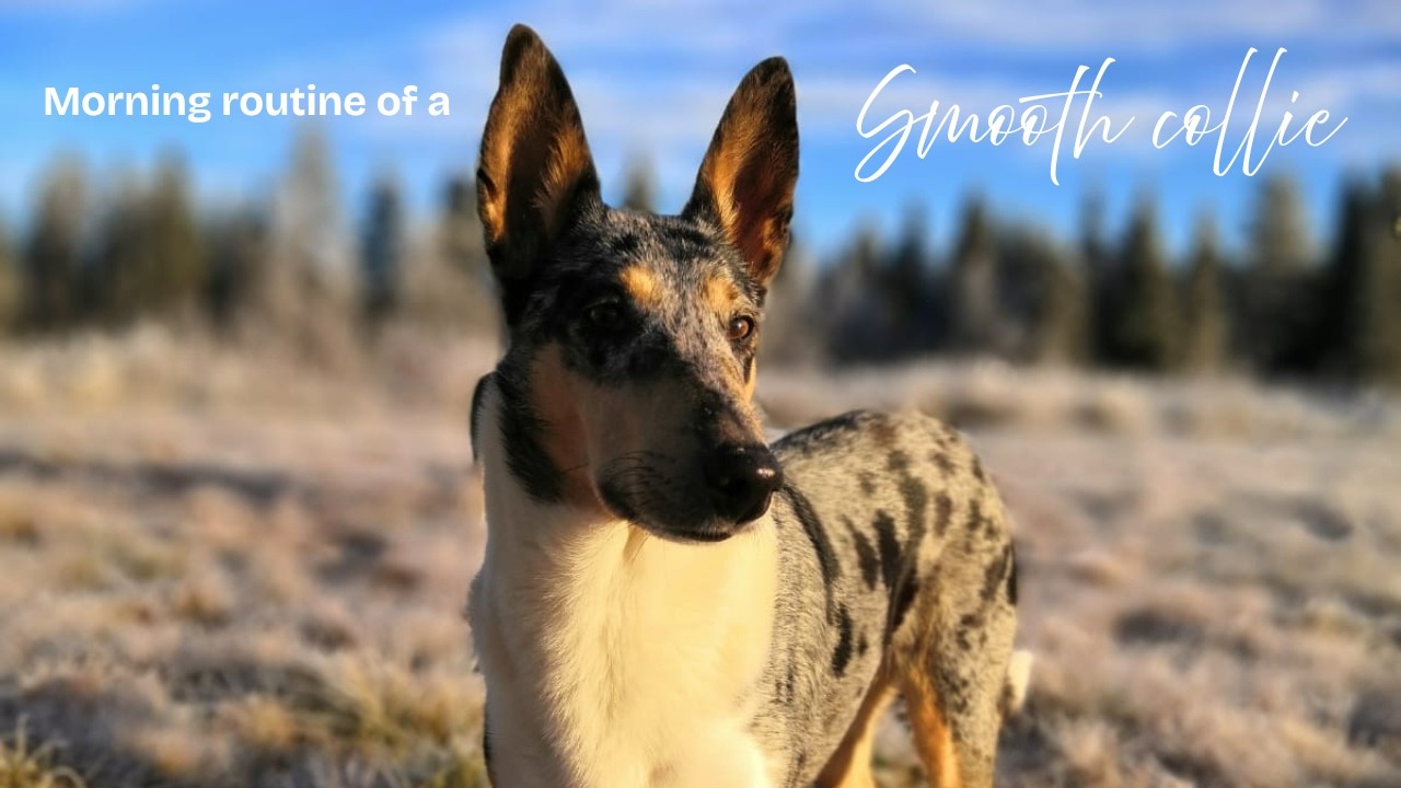 Morning walk with a Smooth Collie.