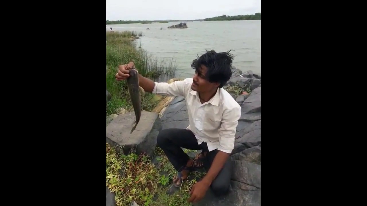 Murrel fish (snake Head fish) catch with the hook using earthworms #fishing
