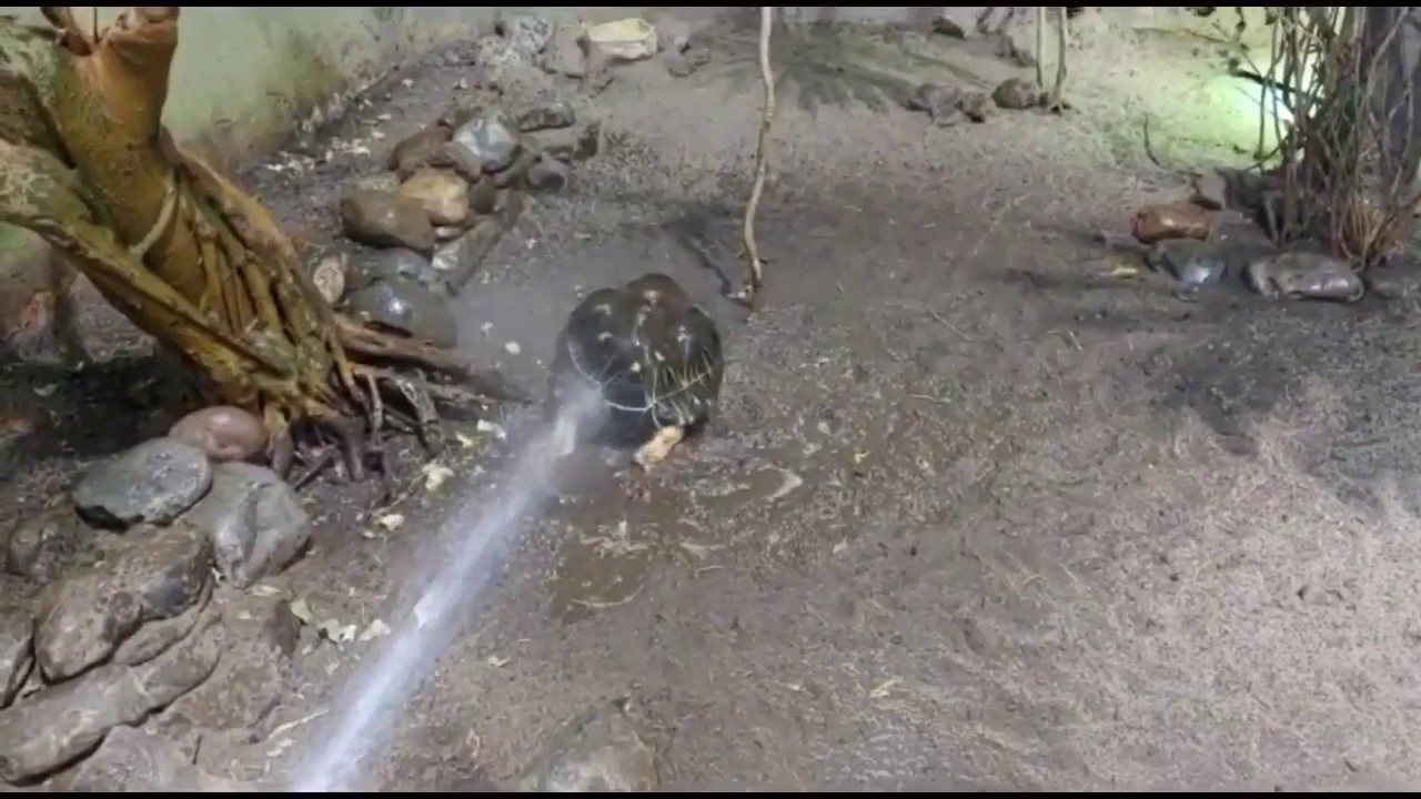 Mortoise the Tortoise Shower Dance and Munching