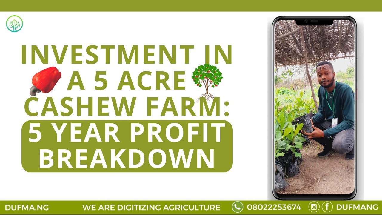 Profit Breakdown For The First 5 Years Of A Cashew Farm On 5 Acres
