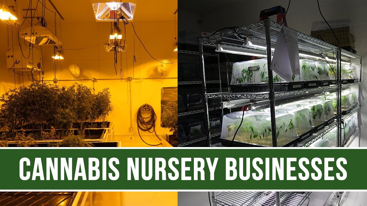 Growing Cannabis Clones: Cannabis Nursery Business