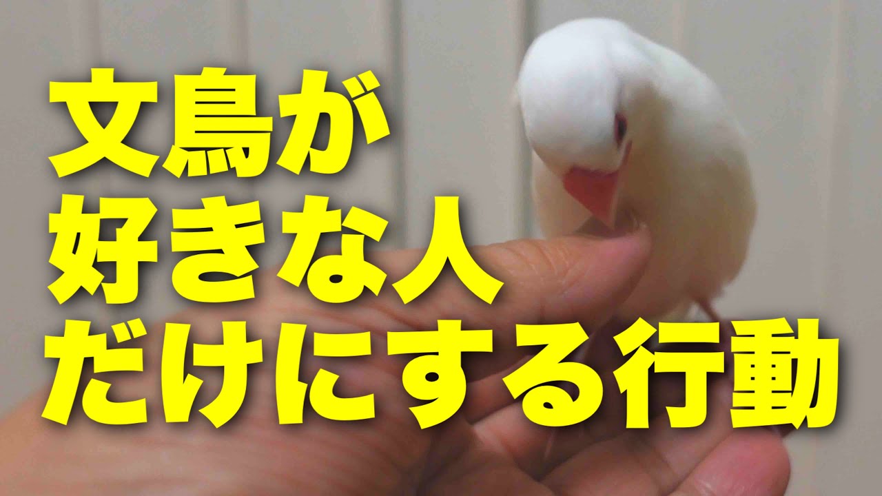 【愛情表現】文鳥が好きな人だけにする行動