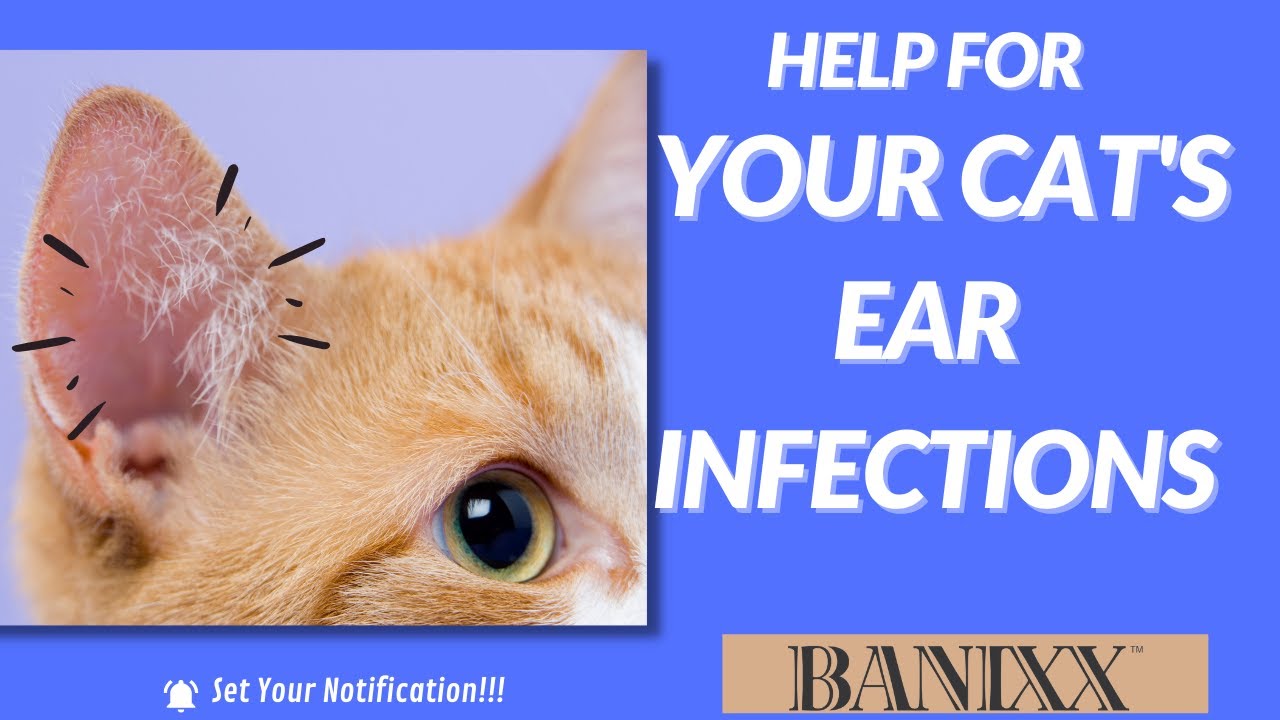 How to treat a cat's chronic ear infection.