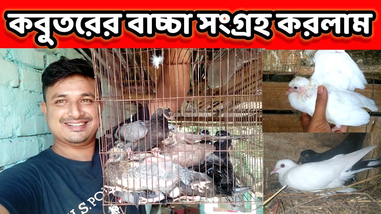 দেশি কবুতরের বাচ্চা সংগ্রহ করলাম || দেশি কবুতর পালন পদ্ধতি || desi kobutor palon || Birds of village