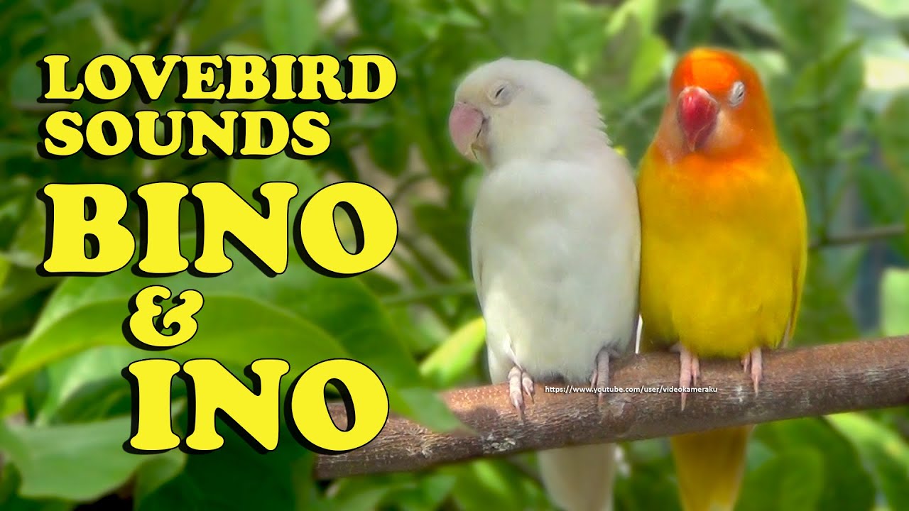 Lovebird Singing, Chirping and Call Sounds - Lutino & Albino
