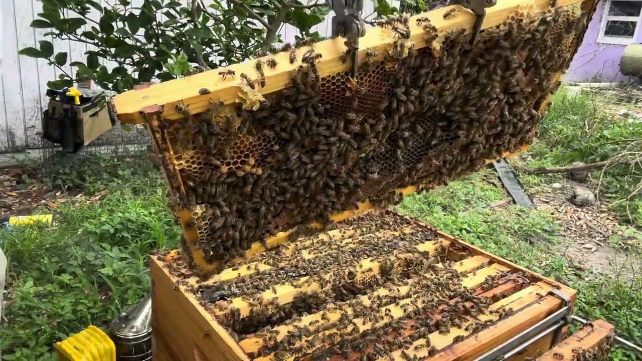 Adding a honey super!