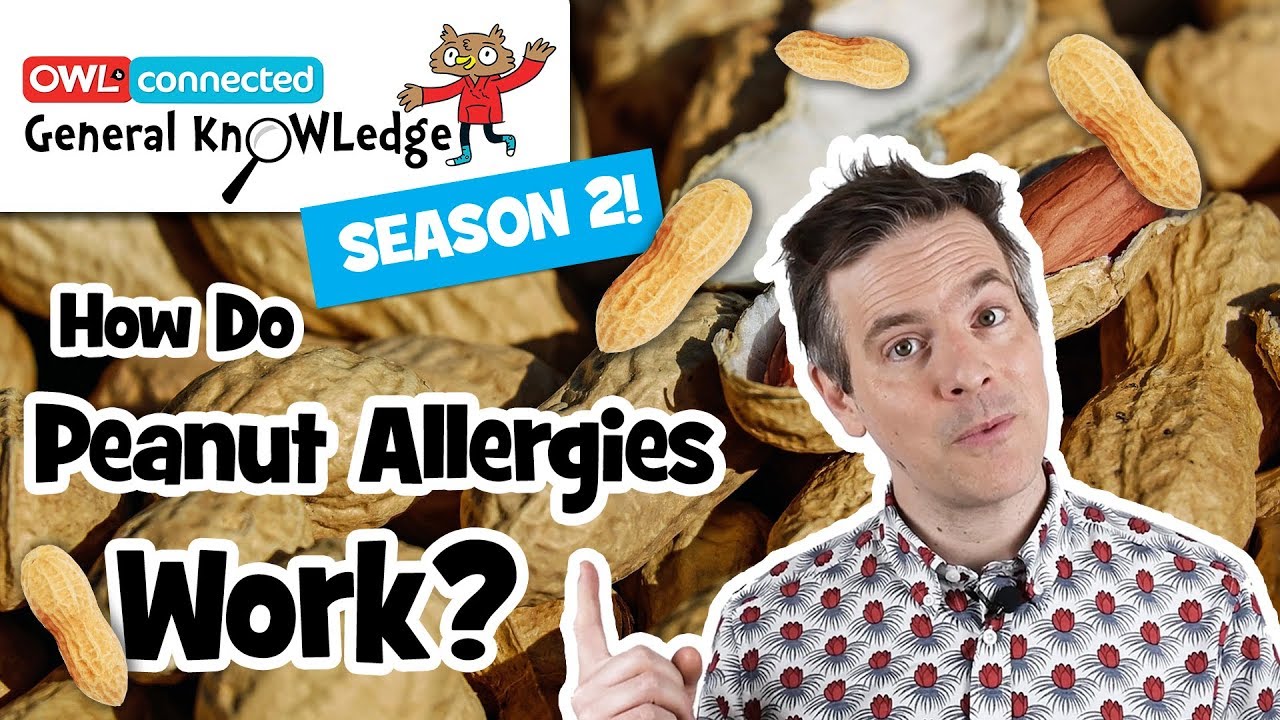 How do peanut allergies work? | General KnOWLedge