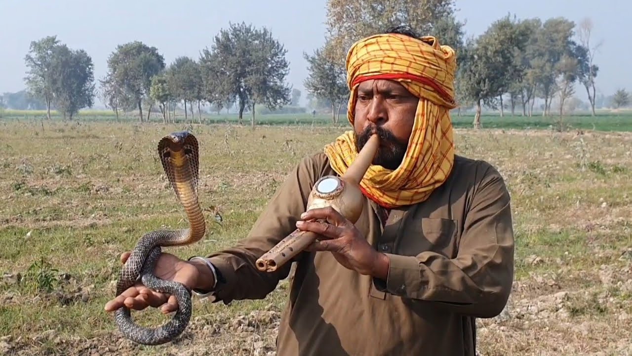 Indian Spectacle Cobra Snake Hunting in the Fields with the Help of Pungi,Bean