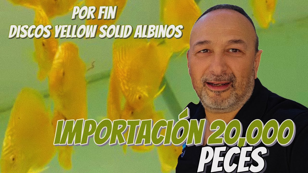 IMPORTACION DE  20.000 PECES Y DISCUS YELLOW SOLID ALBINOS