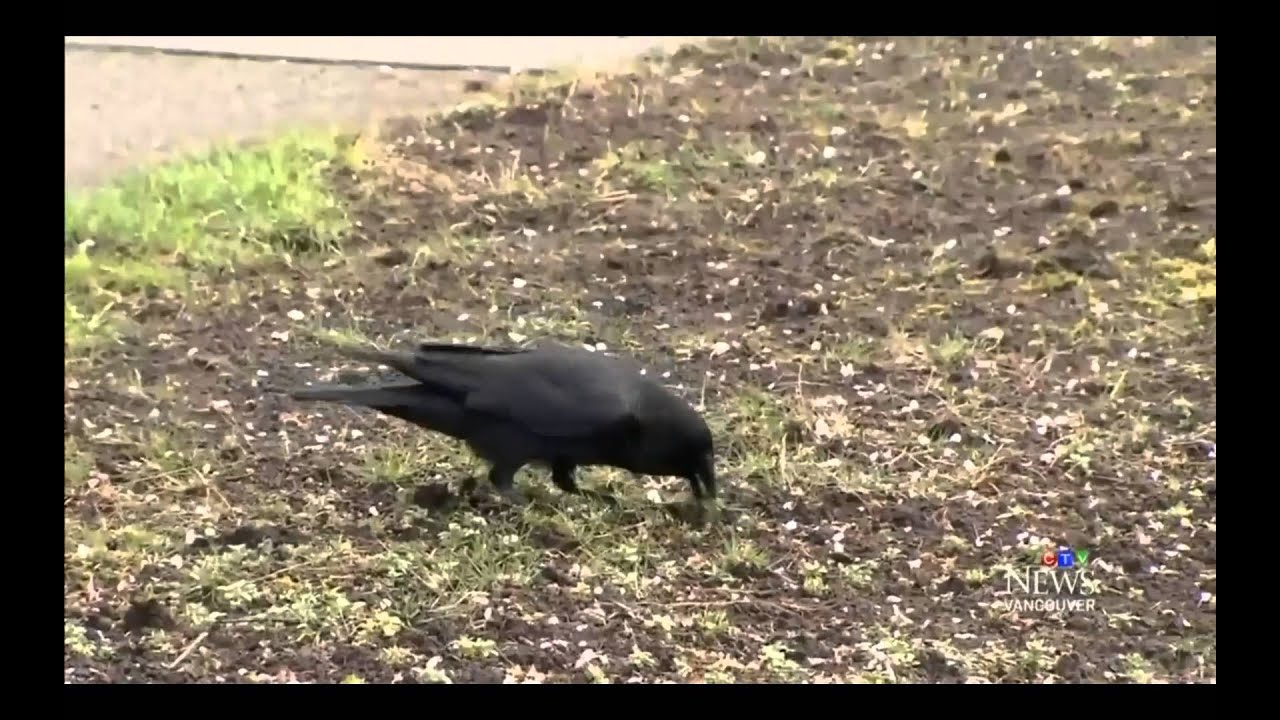 Cutting Edge Vancouver Chafer Beetle Damage 2015 CTV Interview