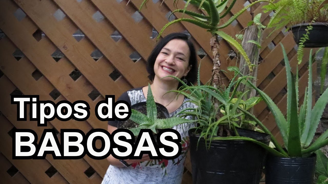 TIPOS DE BABOSAS