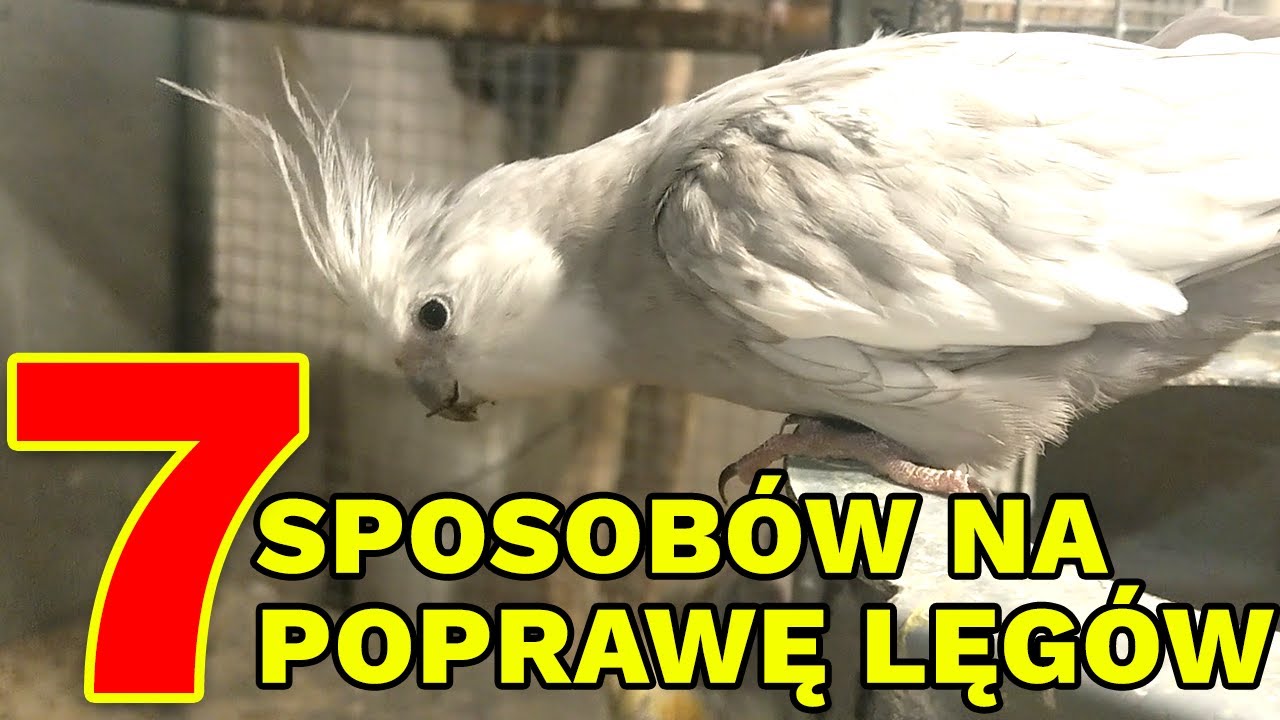 Jak zwiększyść ilość młodych i zalężenie jajek? 7 sposobów na poprawienie lęgów u papug!