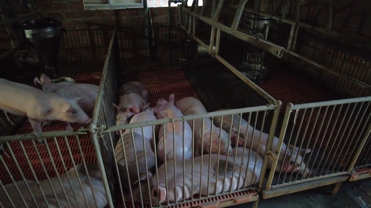 Cập Nhật 2 Đàn Heo Ngày 14/2