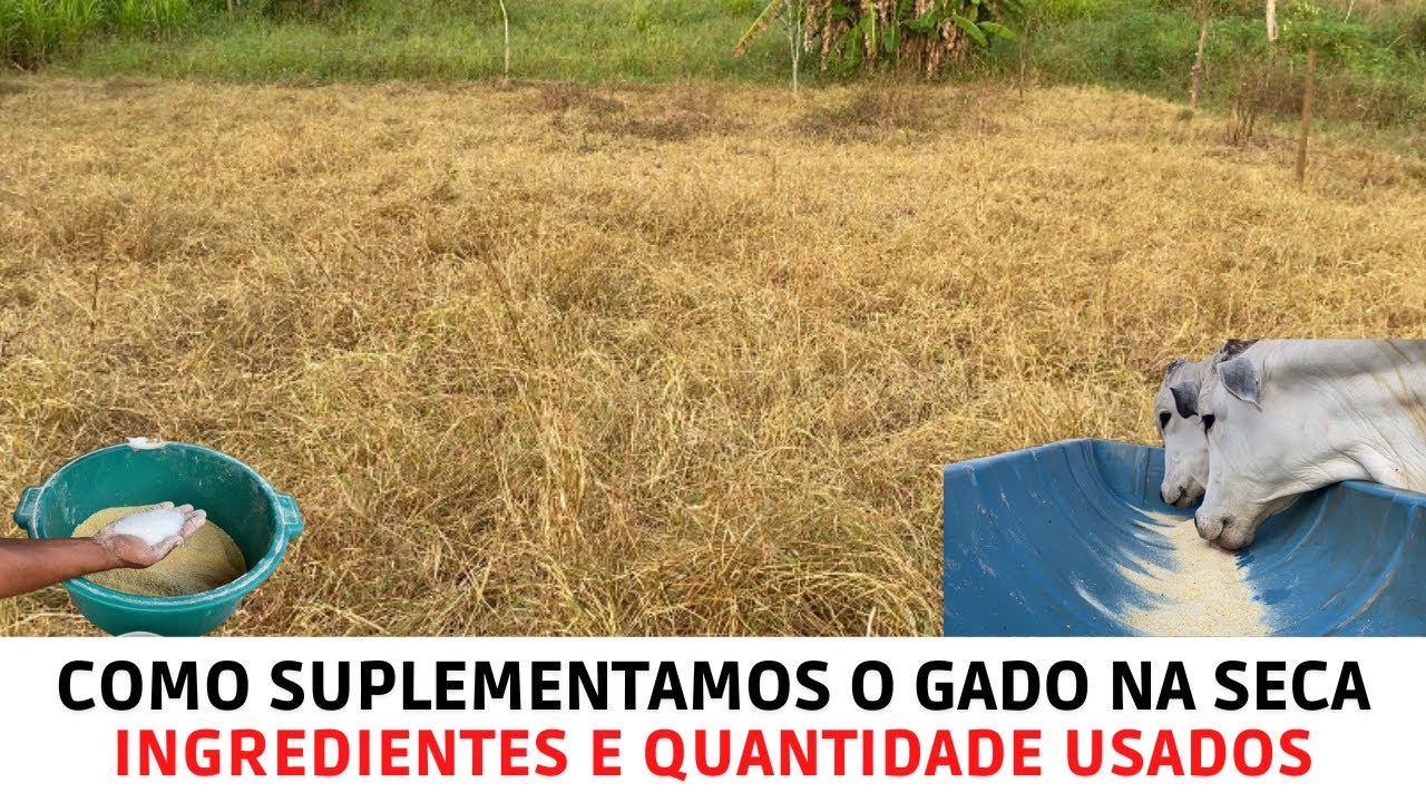 Como suplementamos o gado na seca - Ingredientes e Quantidade usados