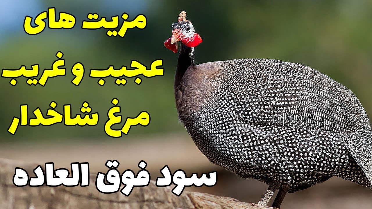 پرورش و سوددهی عجیب + مزیت  ها و خصوصیات عجیب و غریب مرغ شاخدار در مقایسه با مرغ تخمگذار