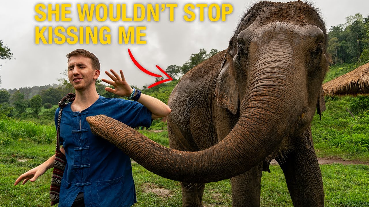 This Elephant Sanctuary Rescued 10 Elephants from Terrible Situations