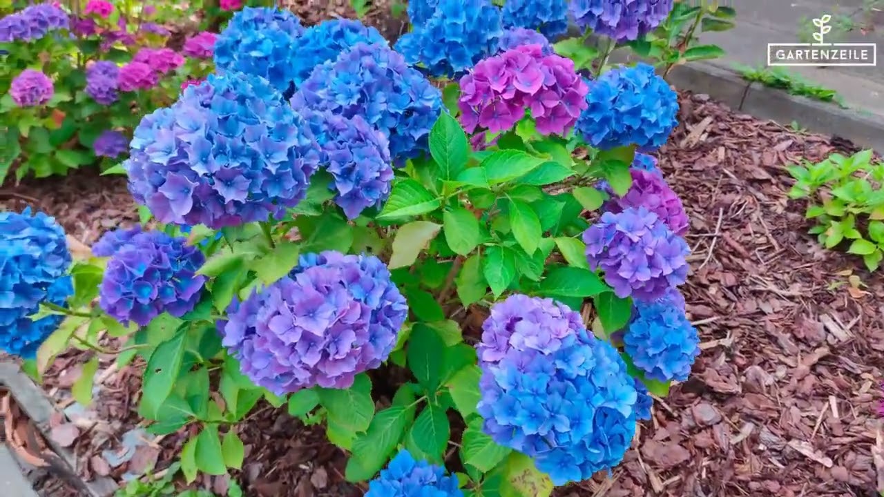 This trick will turn your hydrangeas blue again