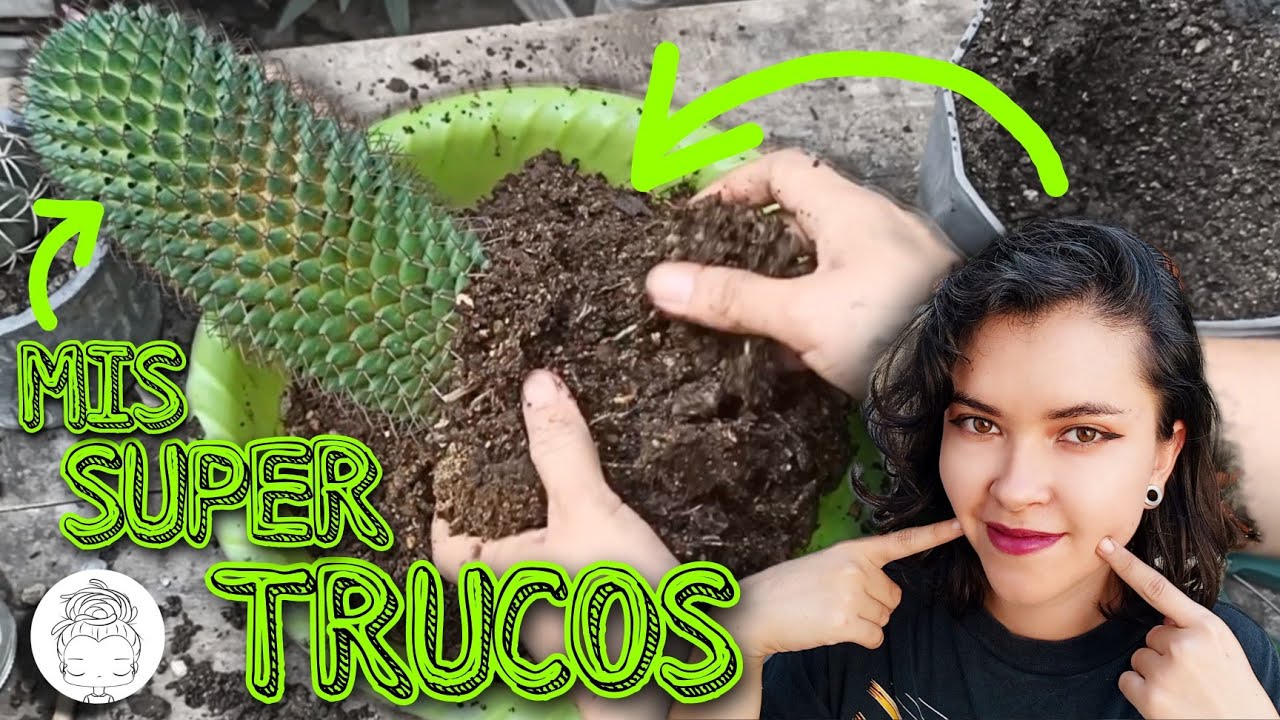 TÉCNICAS PARA TRASPLANTAR CUALQUIER CACTUS ✨💯💚