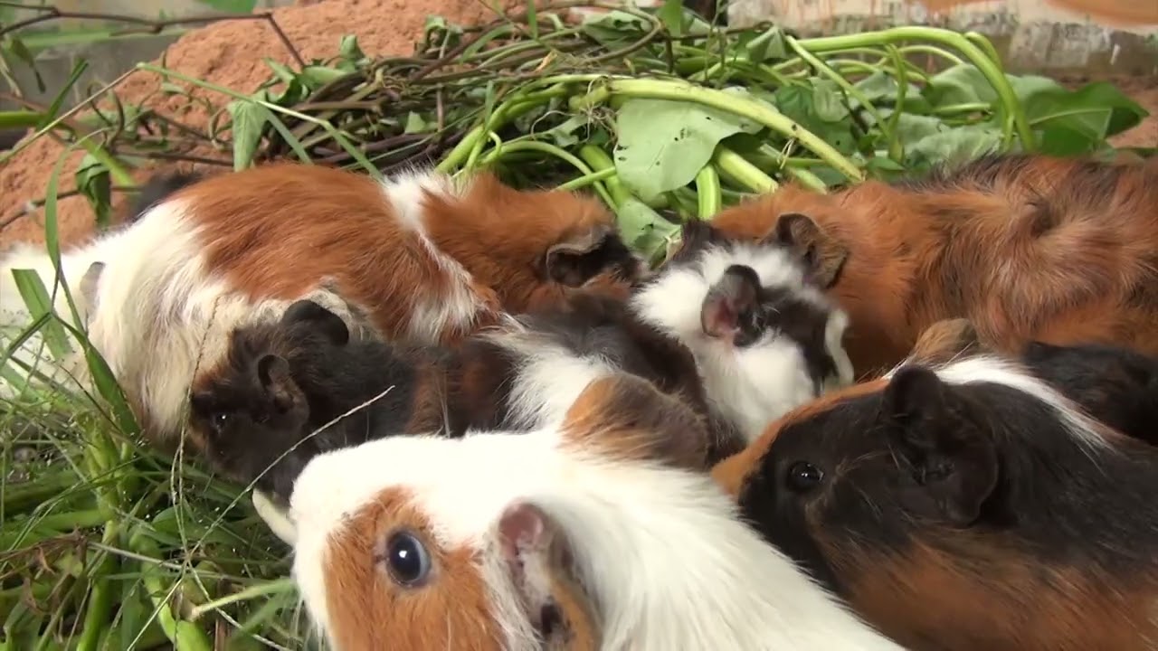 Guinea Pig Afternoon Cam February 5 2026, Thursday
