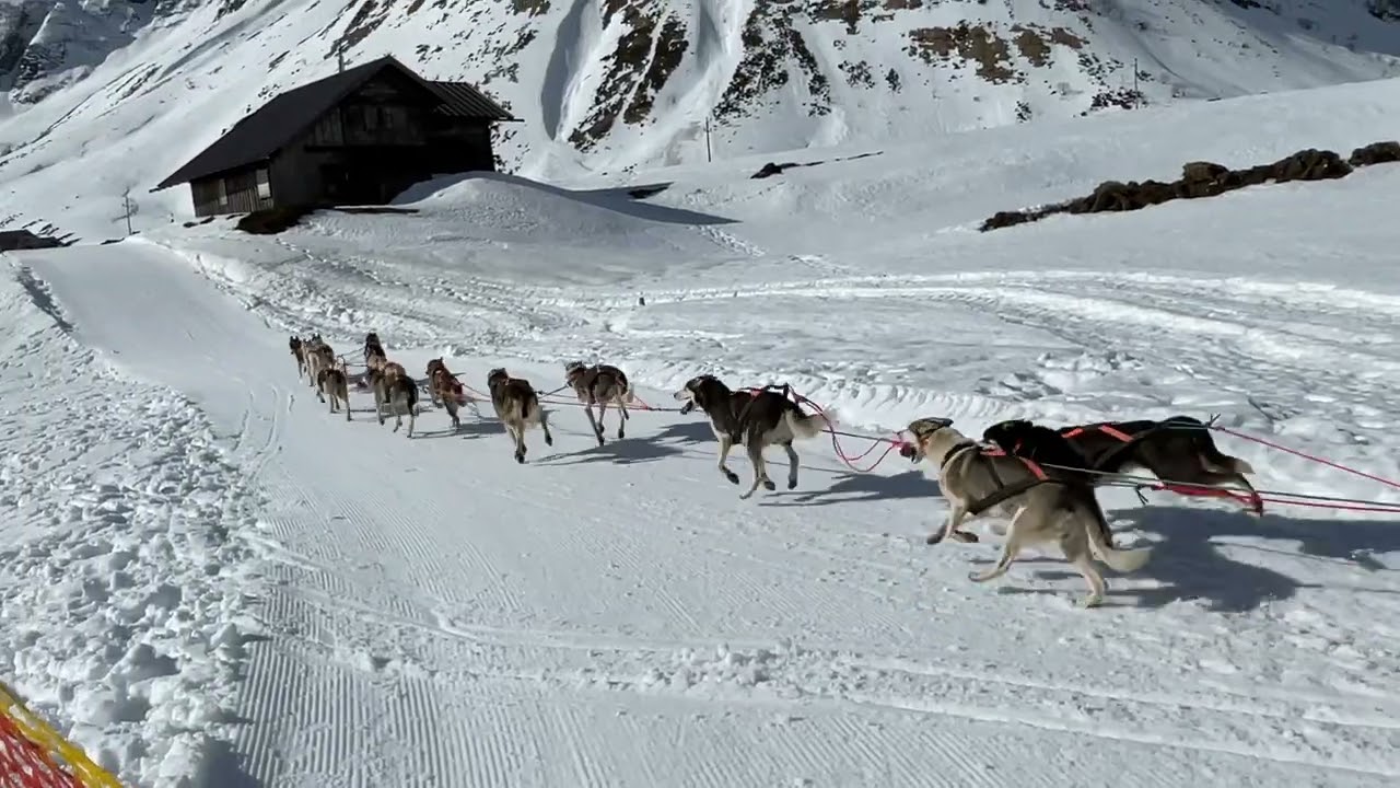 Schlittenhunde – Weltmeisterschaft in Sportgastein, 02.03.2024