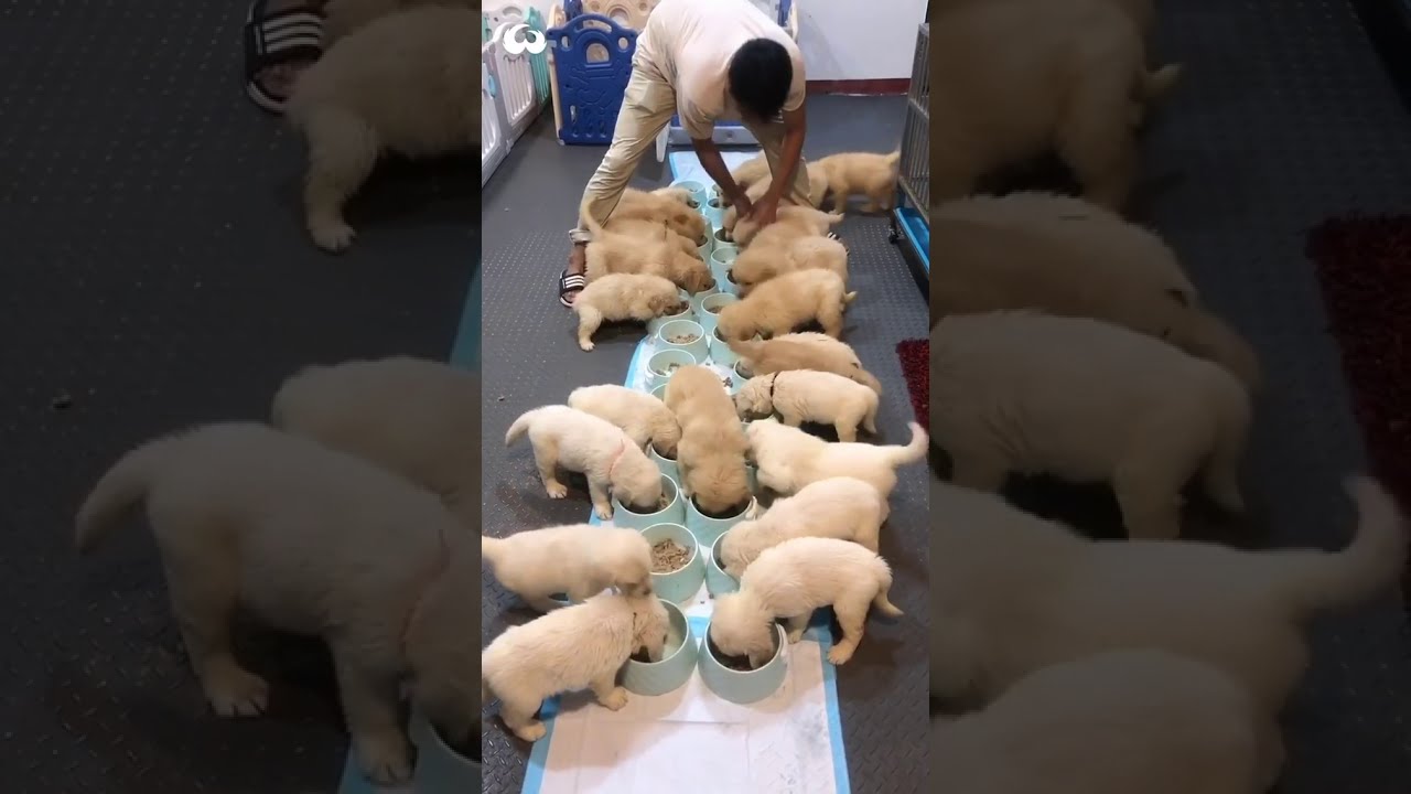 Cute and Hungry Puppies Get Chunky Eating Breakfast!! ~ Viral Vids
