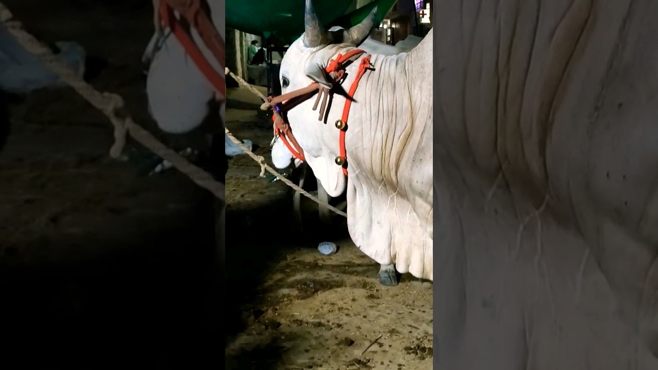 pure ongole bull | top quality bull😱 #viral #cow #cattlefarm #trending #bull #cowfarm #youtubeshorts