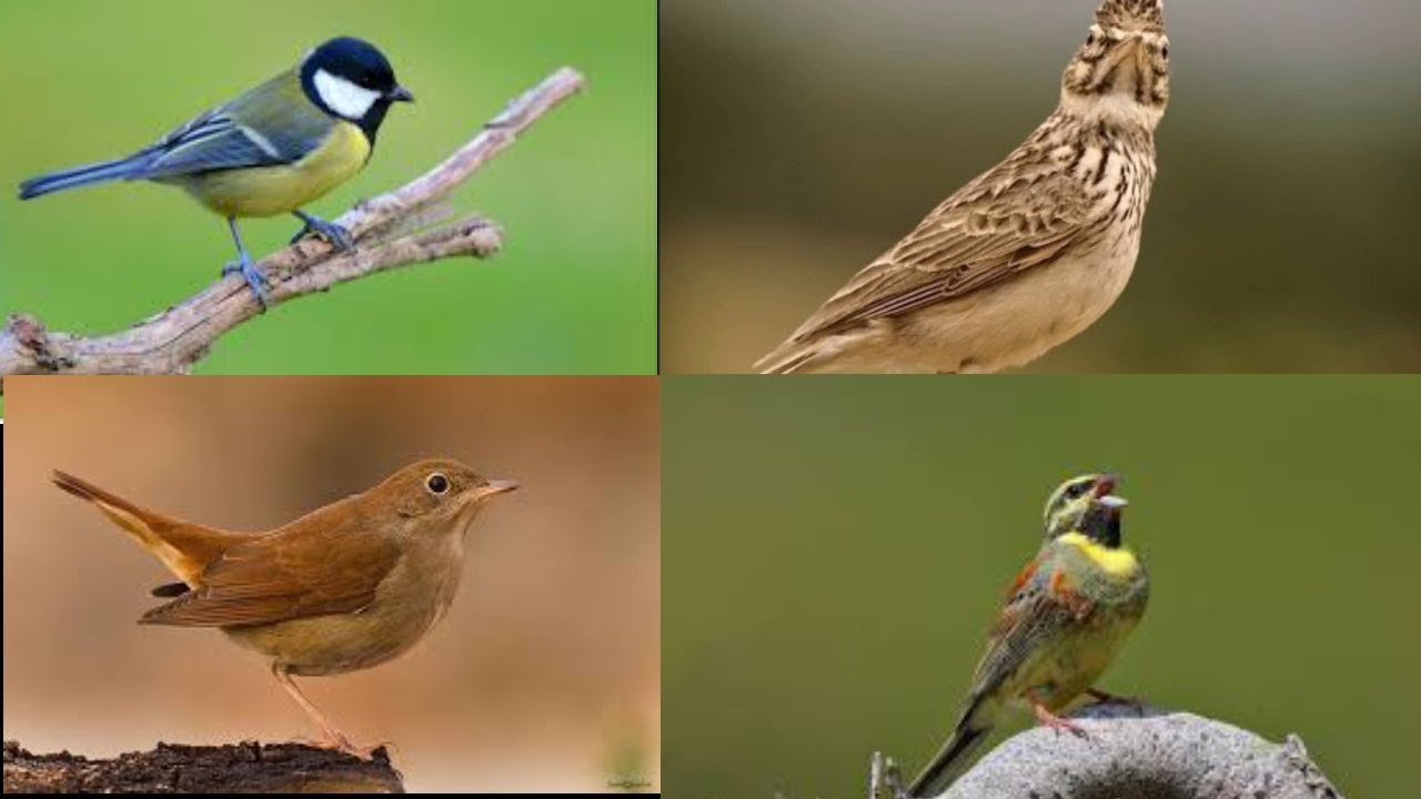 العندليب و الولوال والحداد ...                        The songs of the biggest birds of the valleys