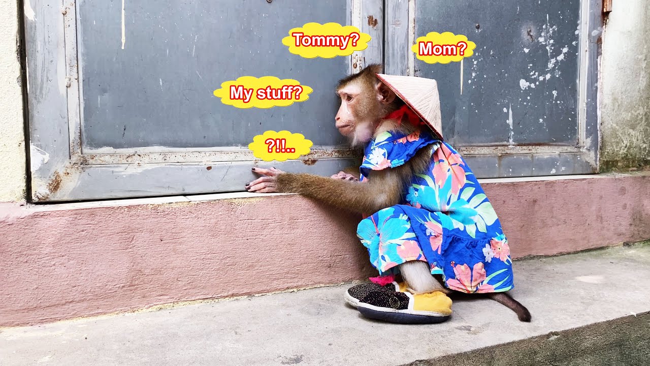 Monkey Lyly is bewildered when her mother and everything disappears when she comes home.
