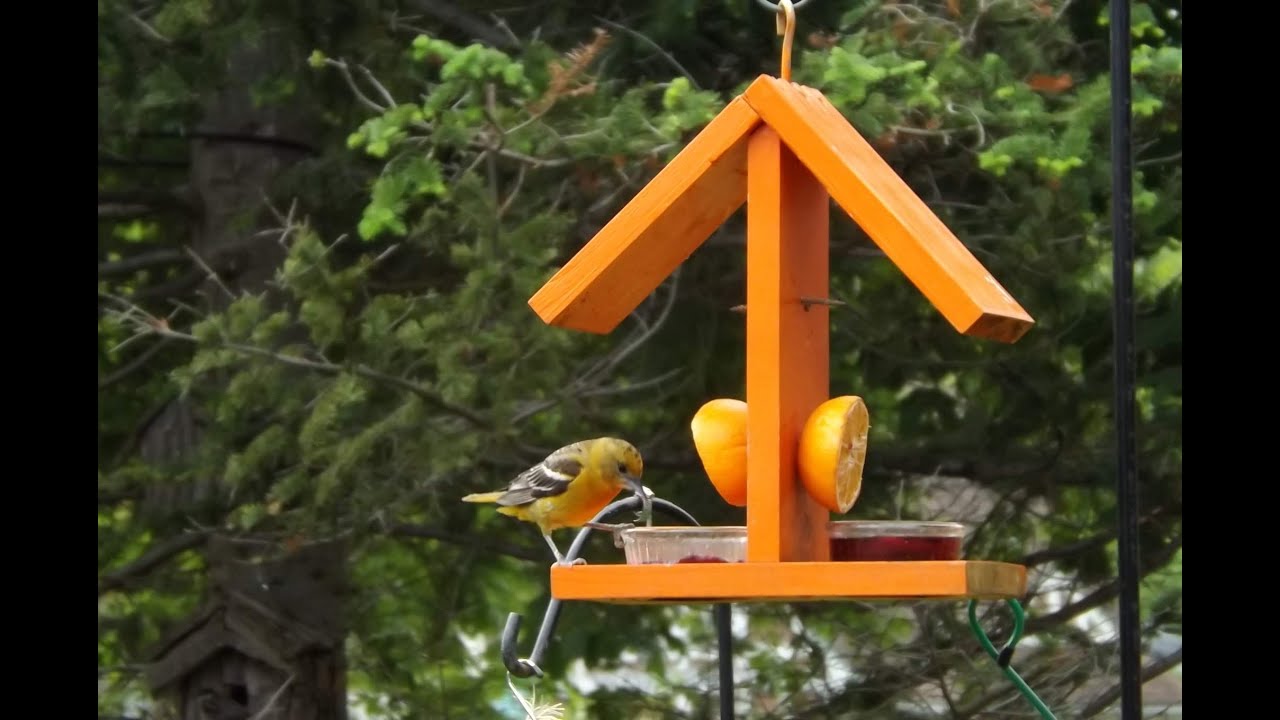 ORIOLE FEEDER BUILD