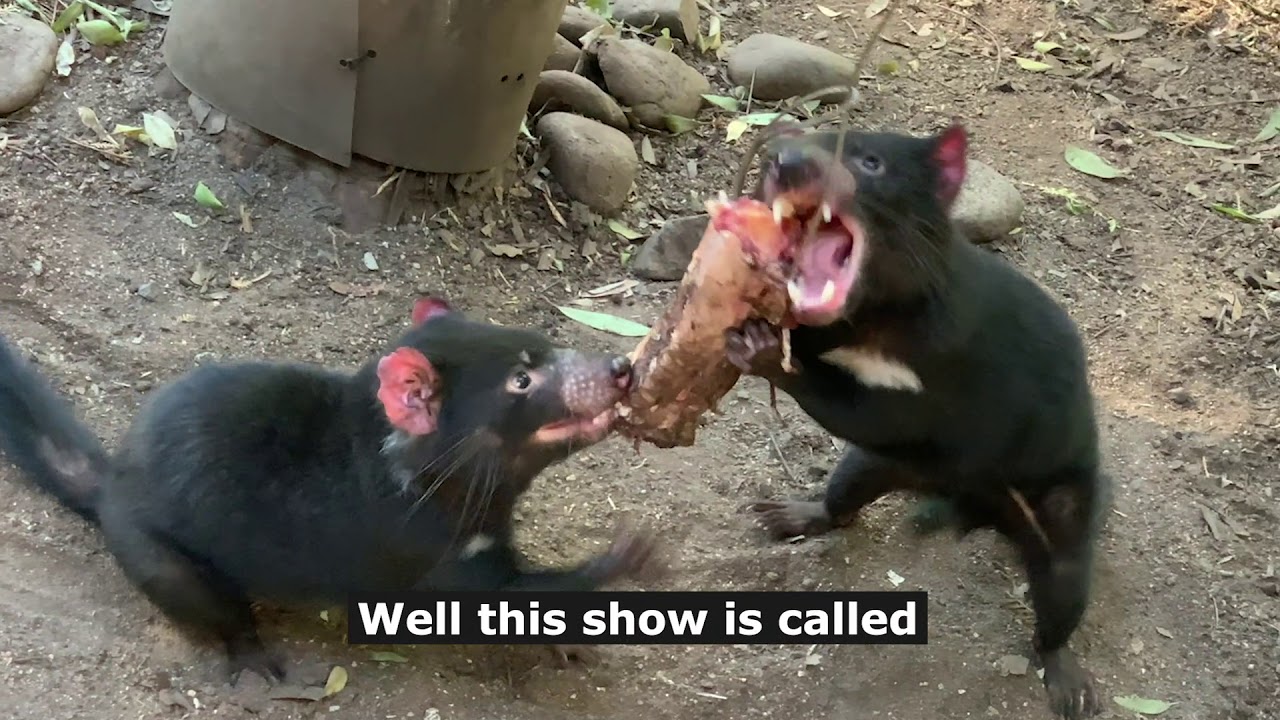 Celebrities Patting Animal. Season 1. Episode 6 - Jay Pharoah