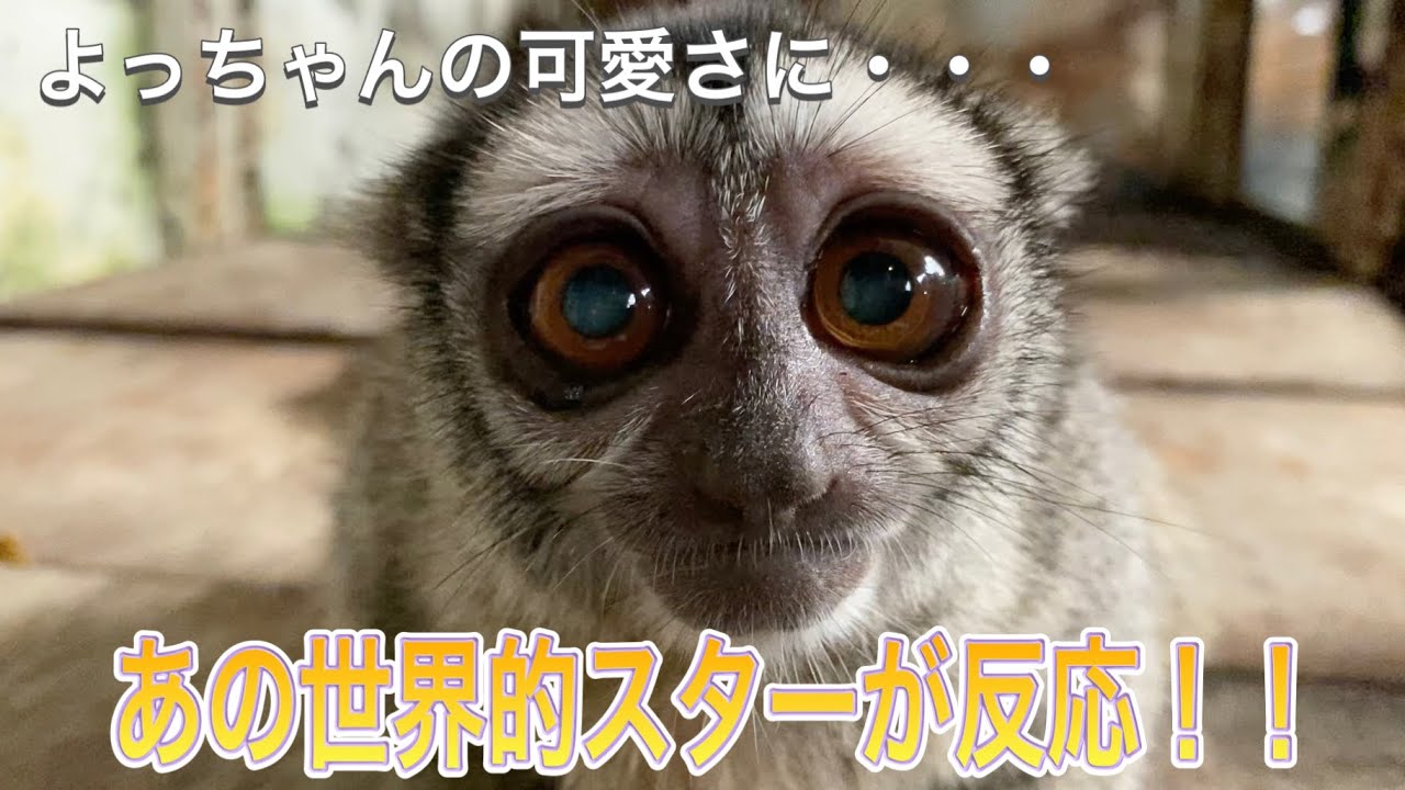 小さな動物園にあの世界的スターが反応！！ヨザルのよっちゃんの可愛さが世界進出♫