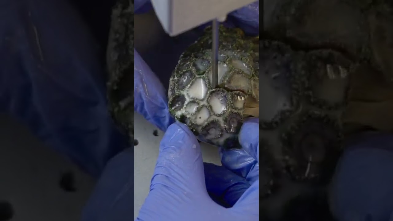 Lets frag! Quick video of some coral cutting.