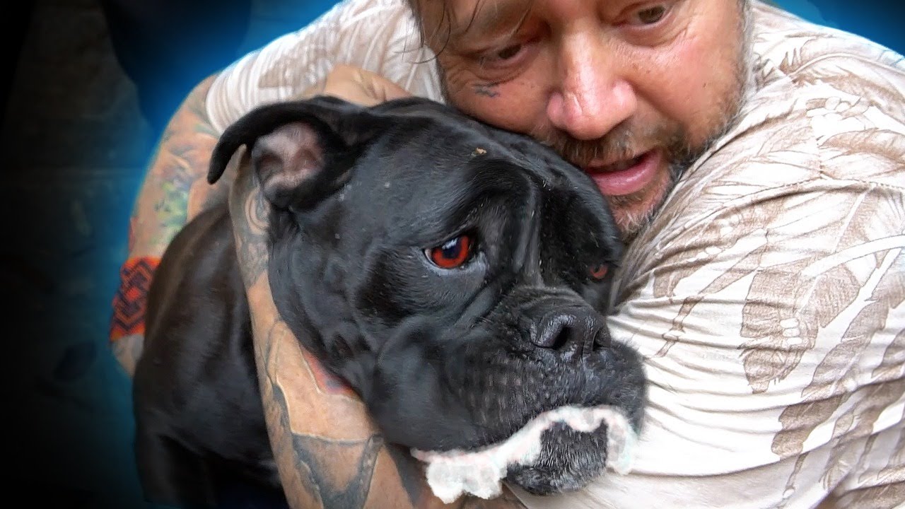 MINHA BULLDOG CAMPEIRO COM RAIVA? | A CASA DOS BICHOS
